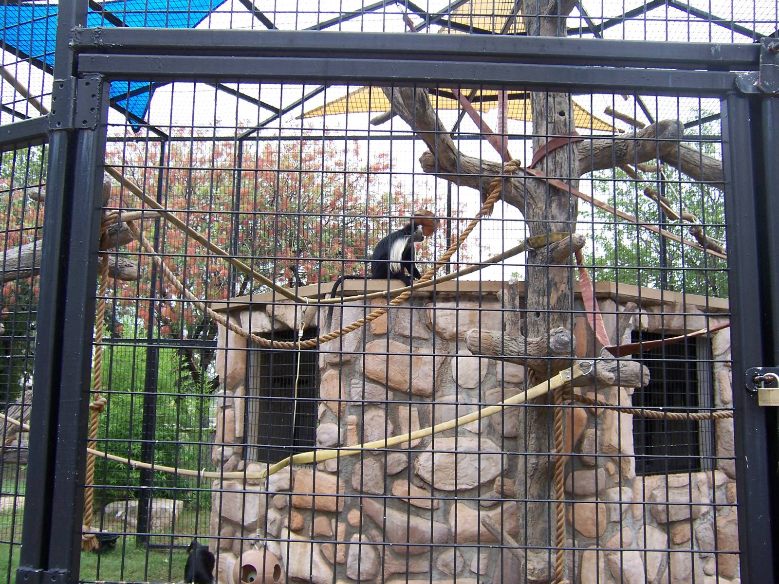 Angolan Colobus Monkey