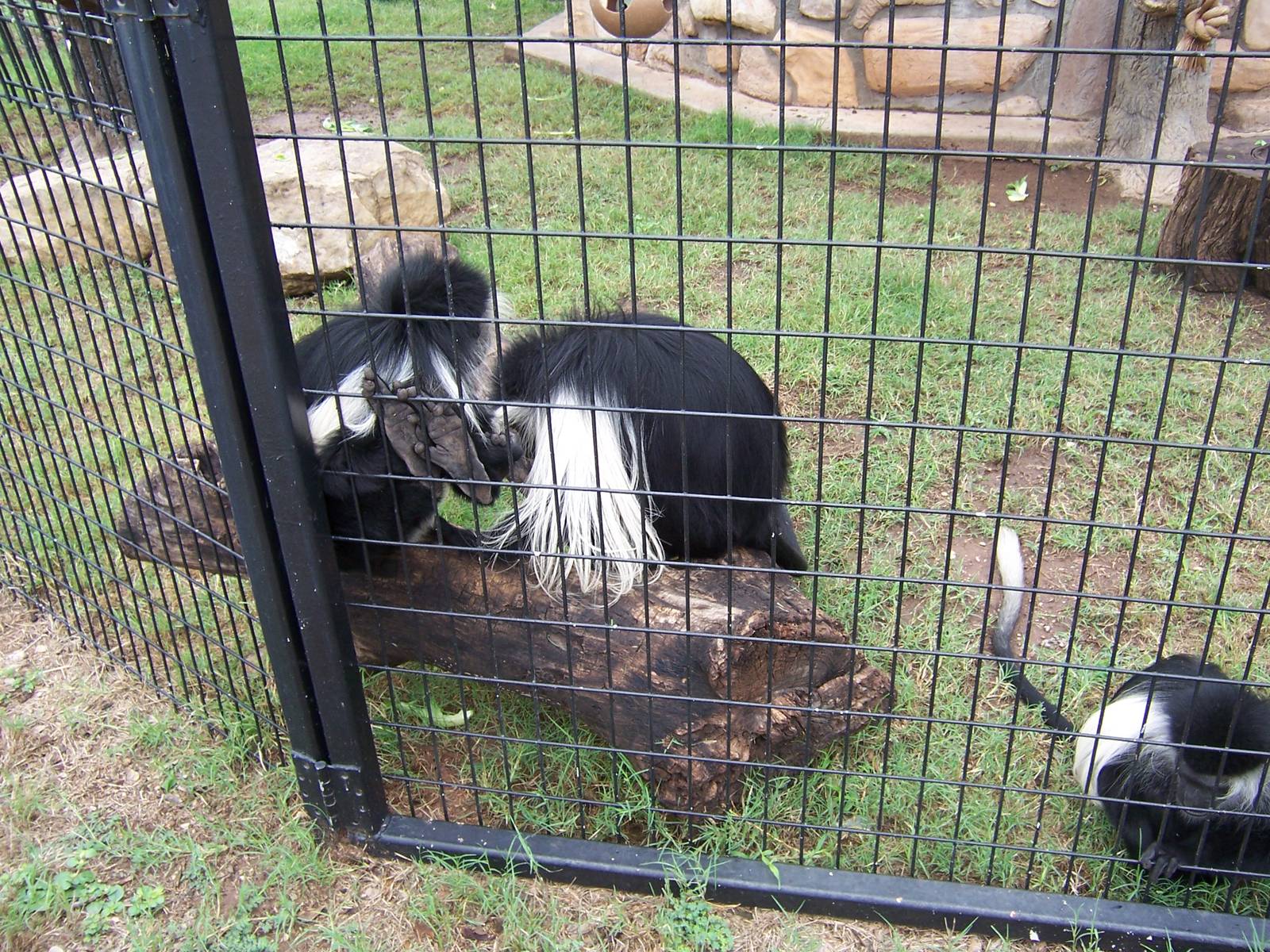 Angolan Colobus Monkey