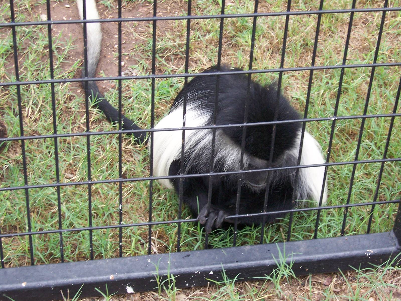 Angolan Colobus Monkey