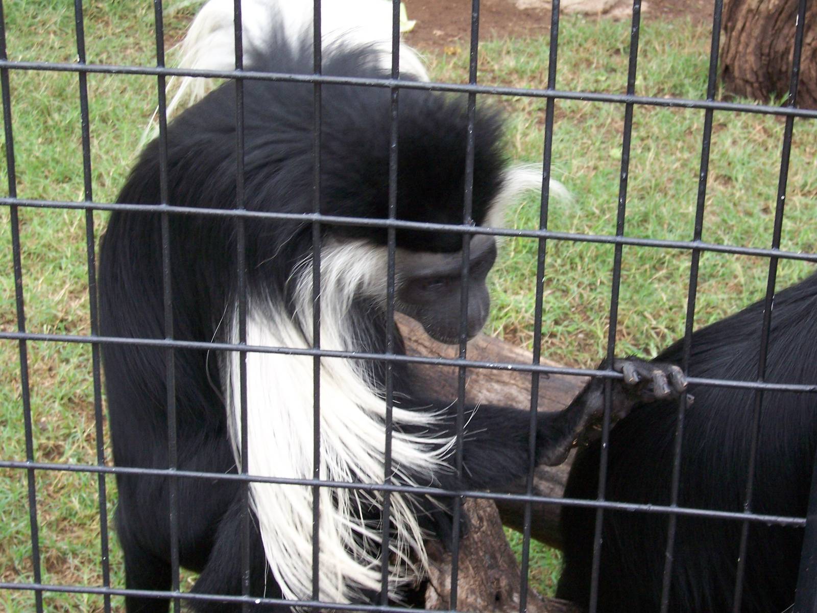 Angolan Colobus Monkey