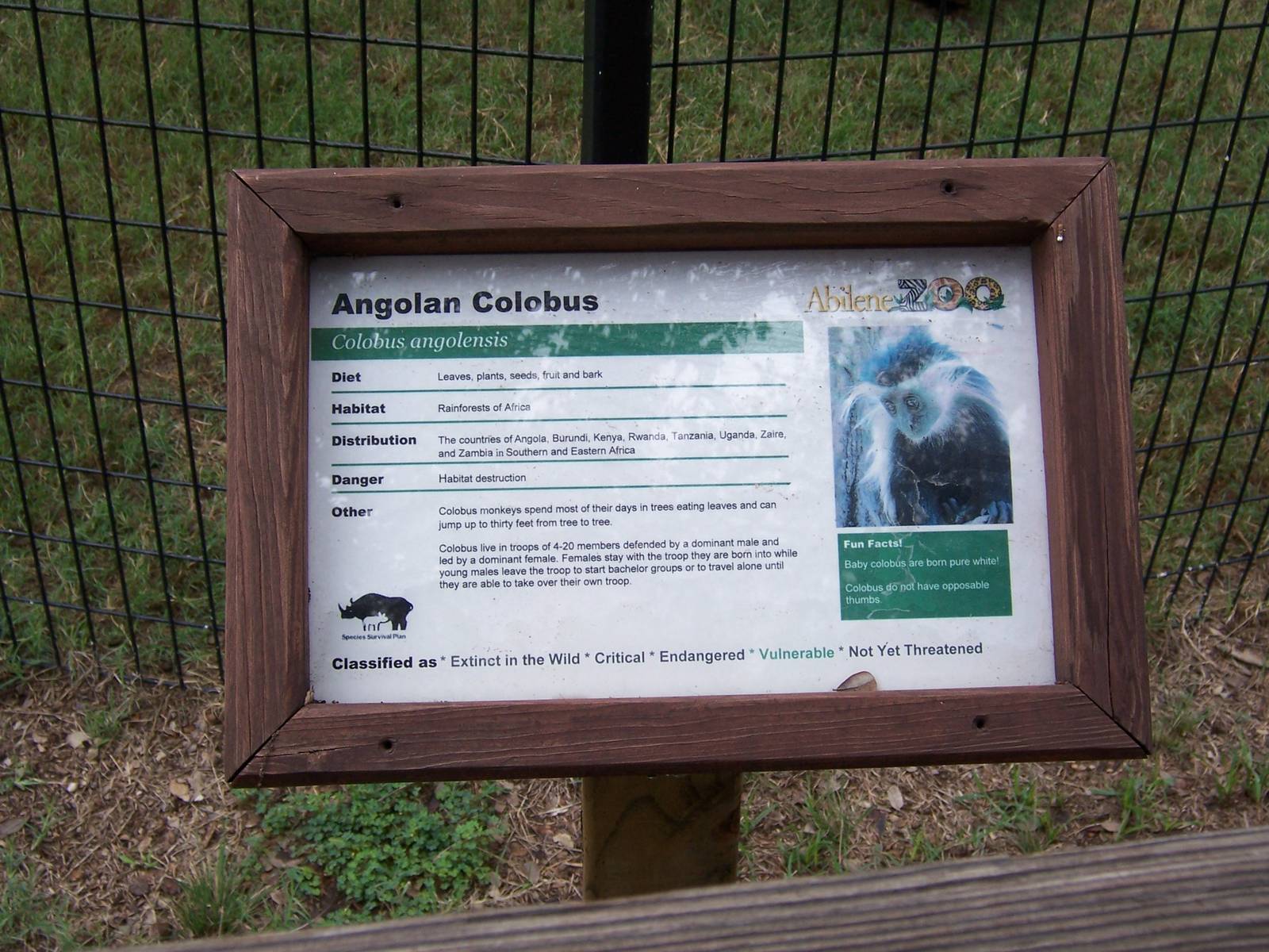 Angolan Colobus Monkey