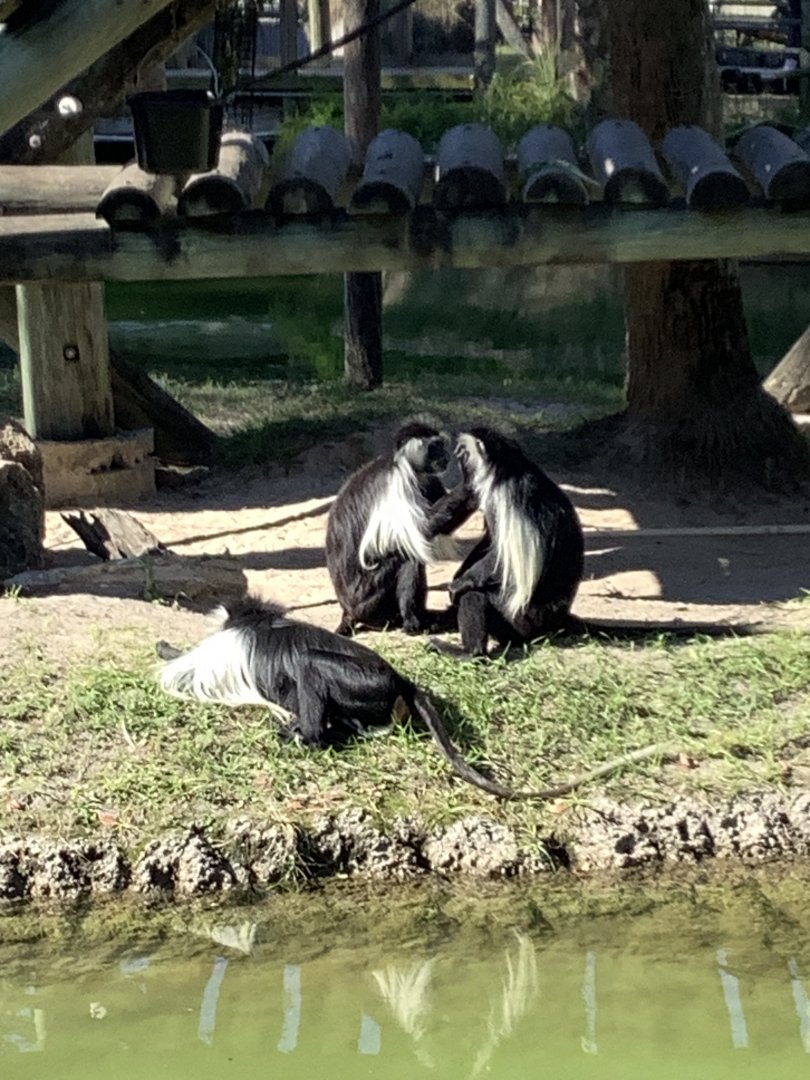 Angolan Colobus Monkeys 3/20/24