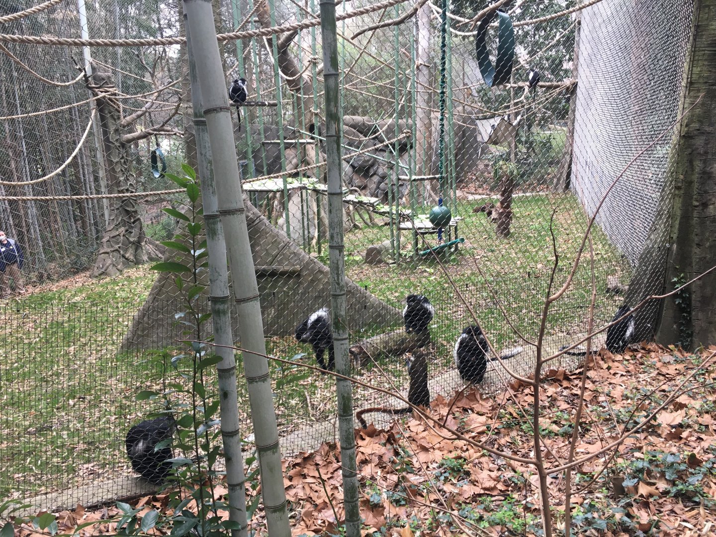 Angolan colobus monkeys and Schmidt's guenons