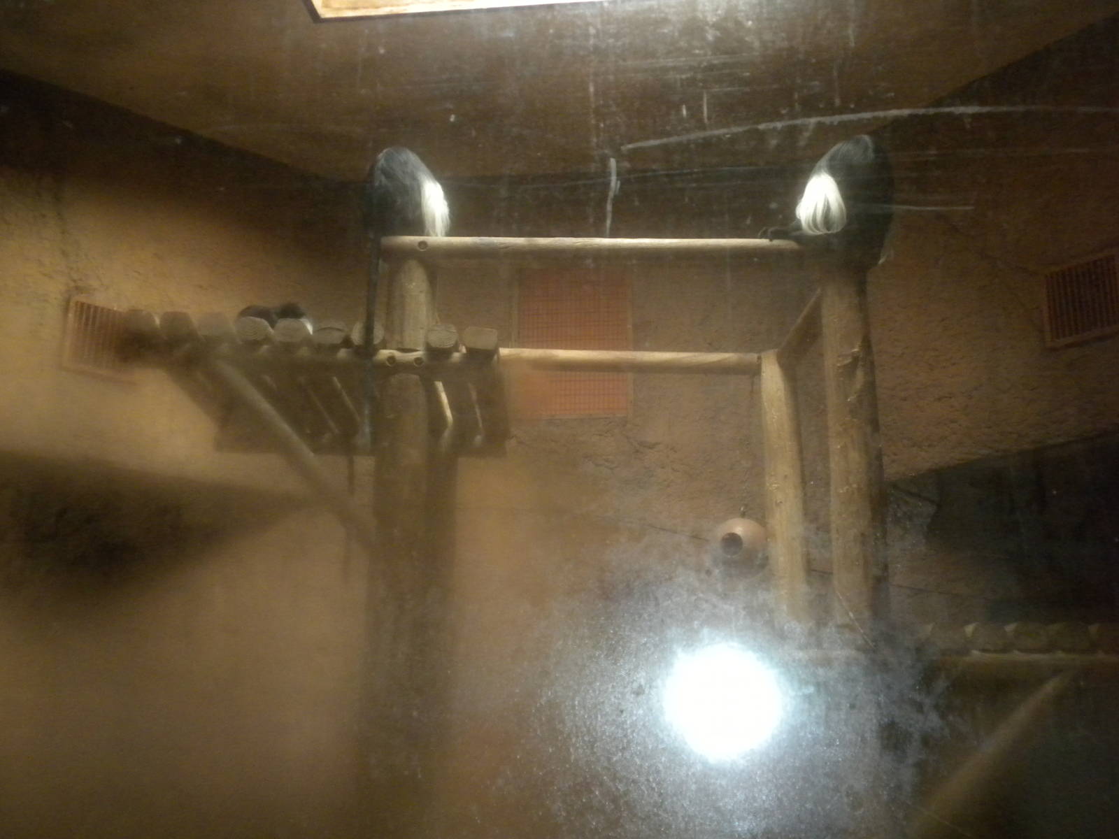 Angolan Colobus Monkeys