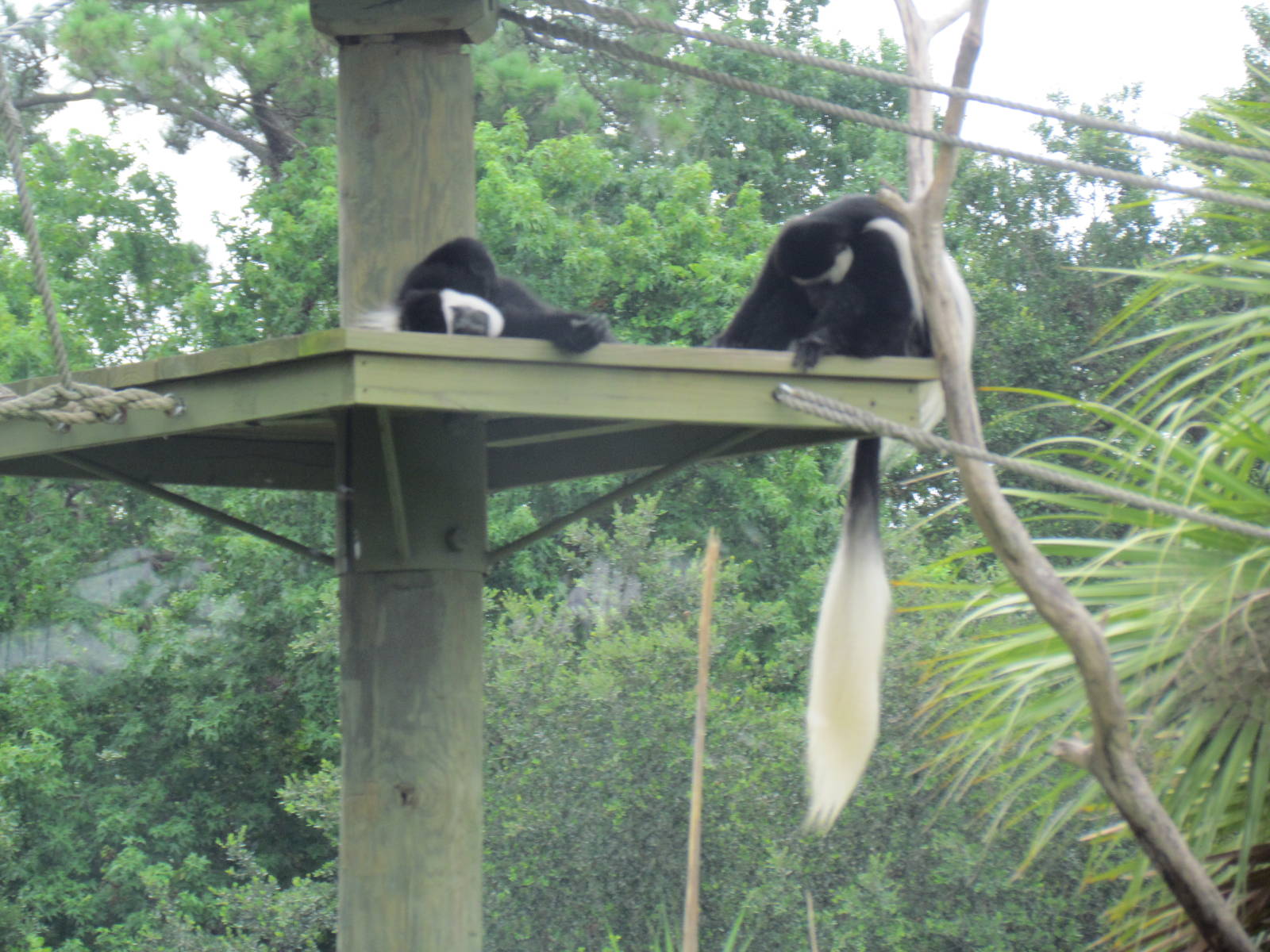 Angolan Colobus Monkeys