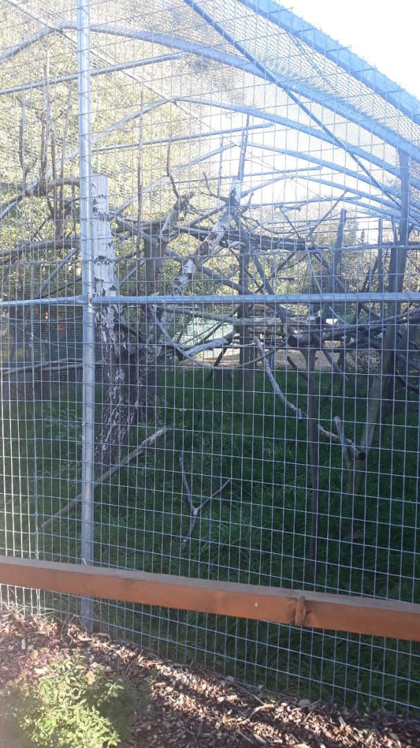 Angolan colobus outside exhibit
