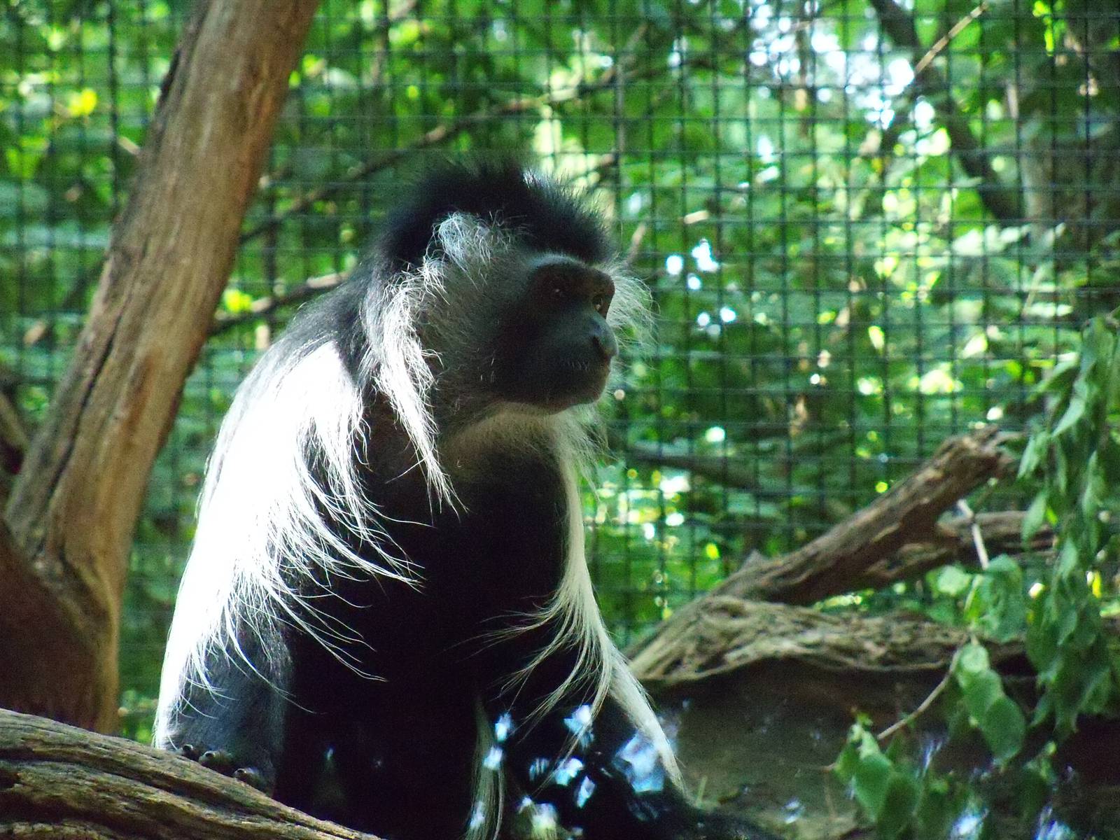 Angolan Colobus