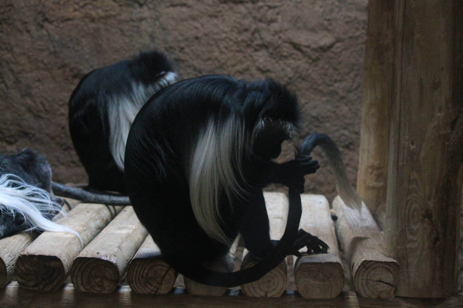 Angolan Colobus