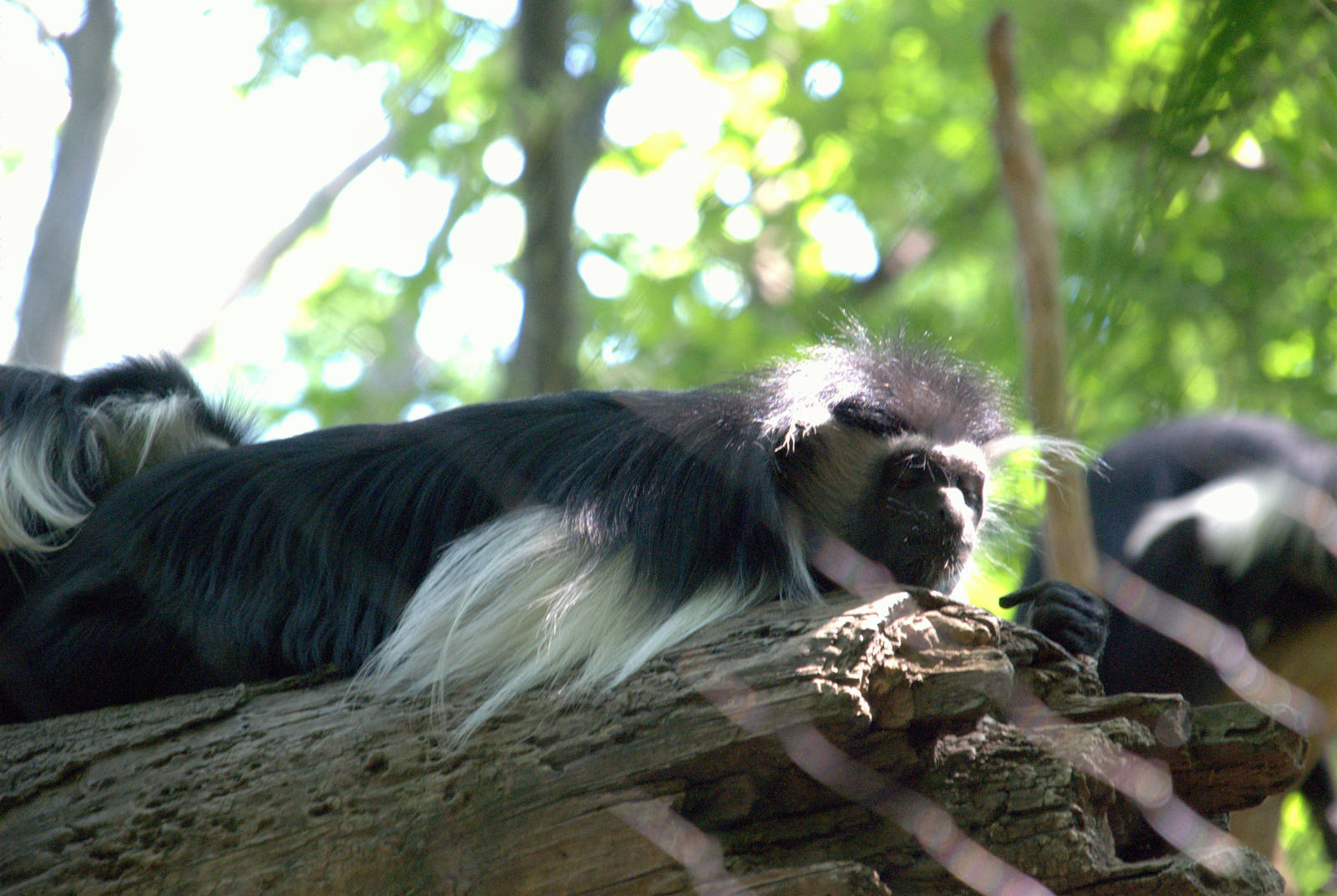 Angolan Colobus