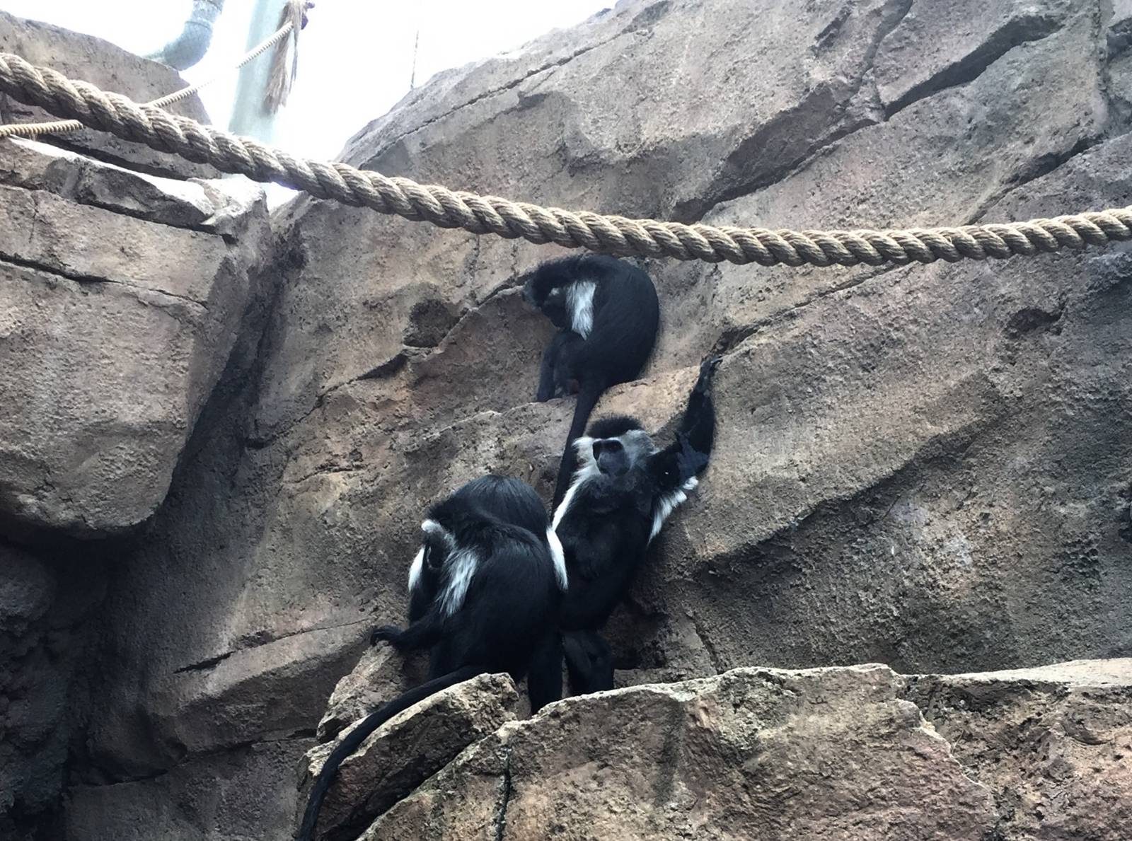 Angolan Colobus