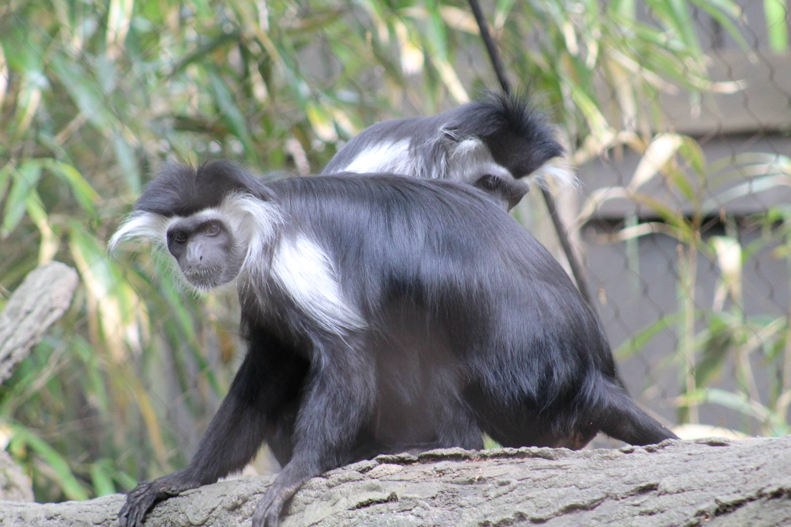 Angolan Colobus