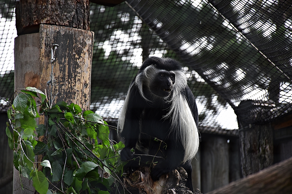 Angolan Colobus