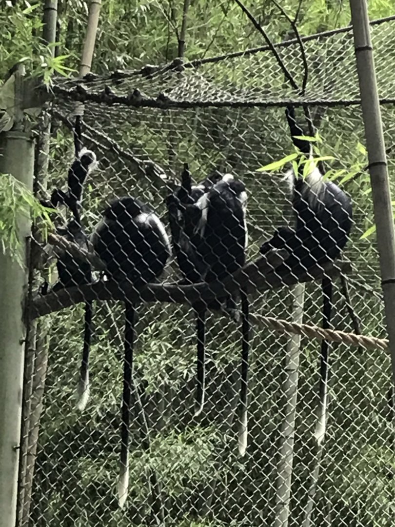 Angolan colobus