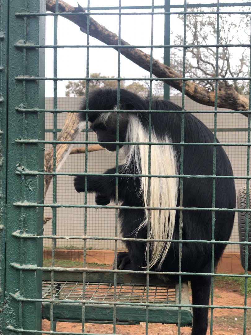 Angolan Colobus