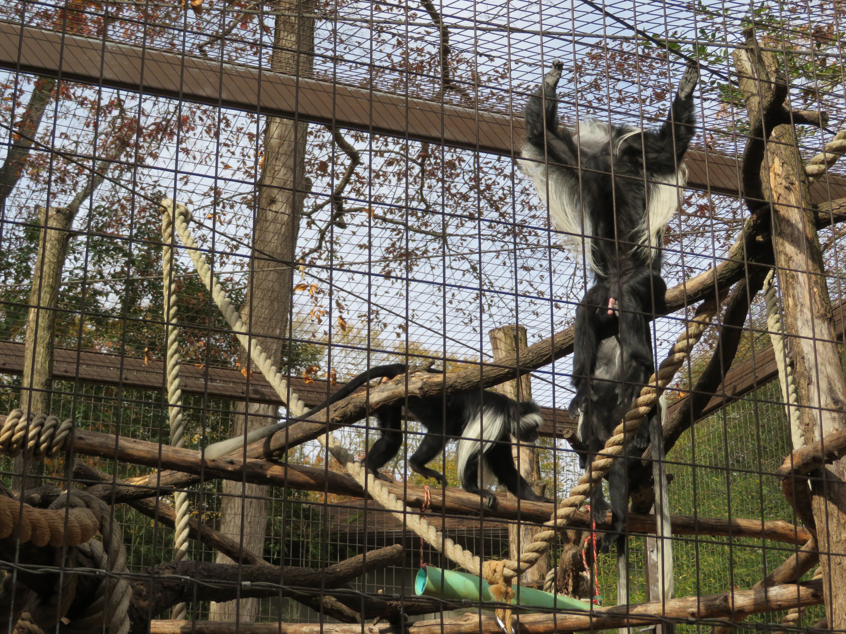 Angolan Colobus