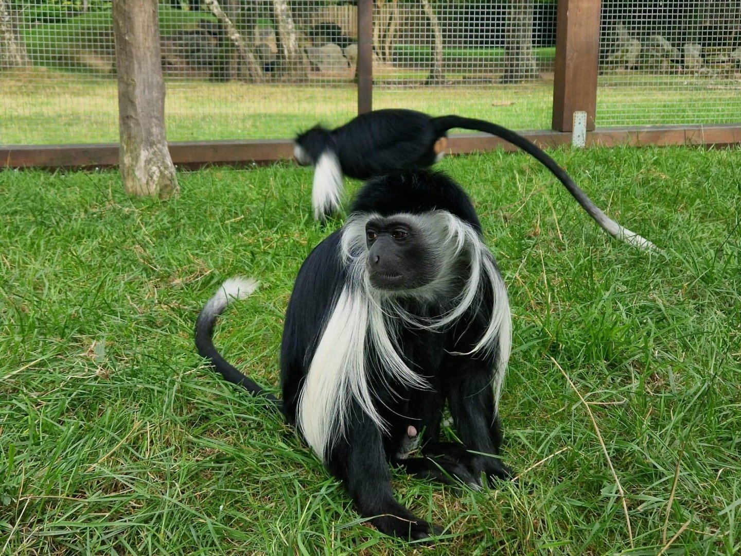 Angolan Colobus