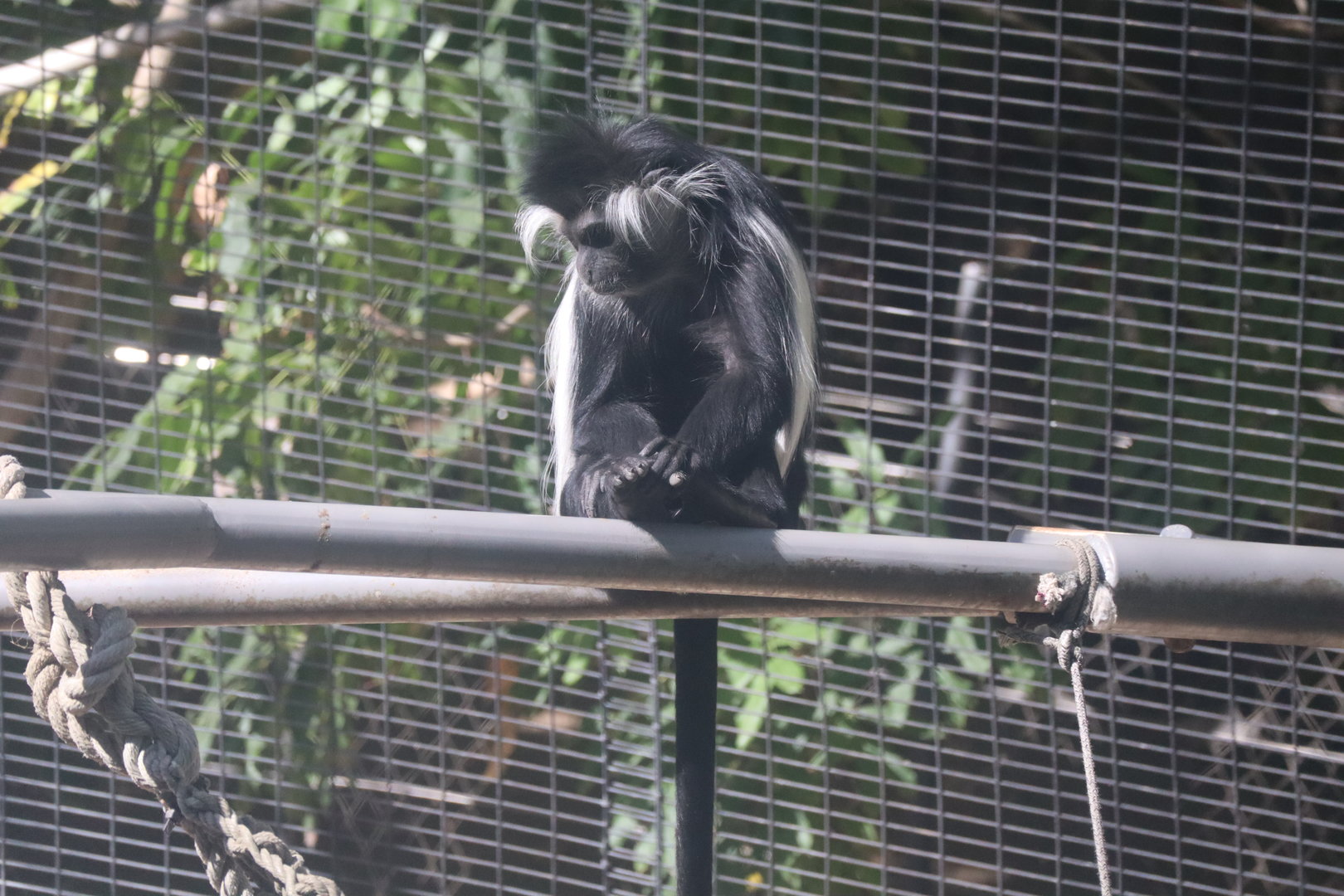 Angolan Colobus