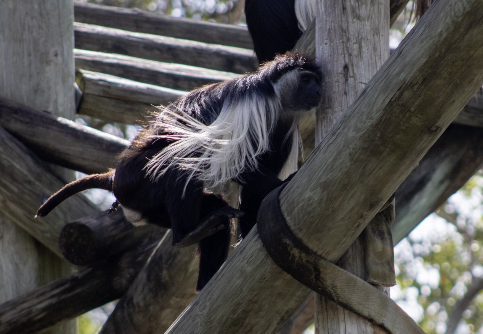 Angolan Colobus