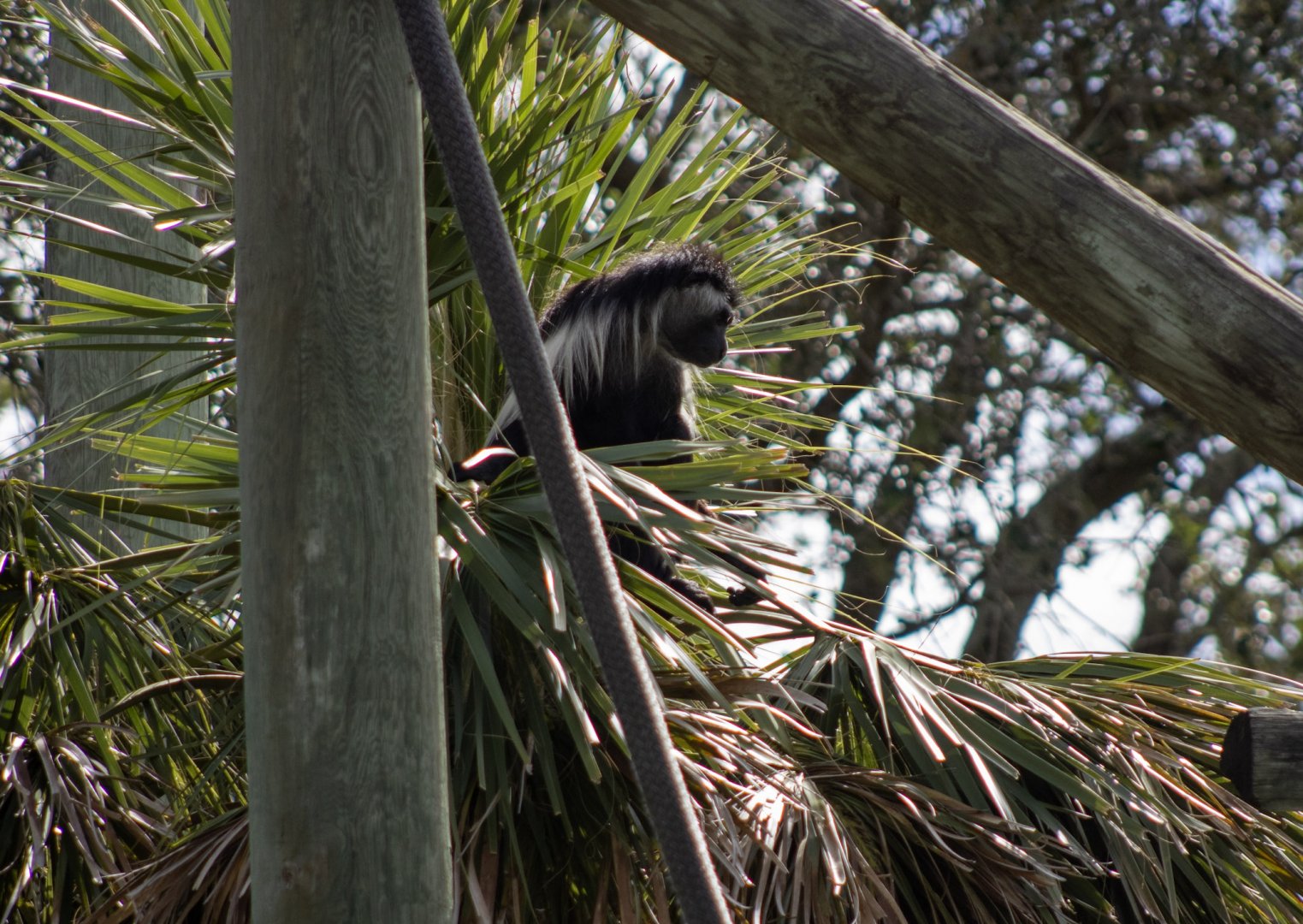 Angolan Colobus