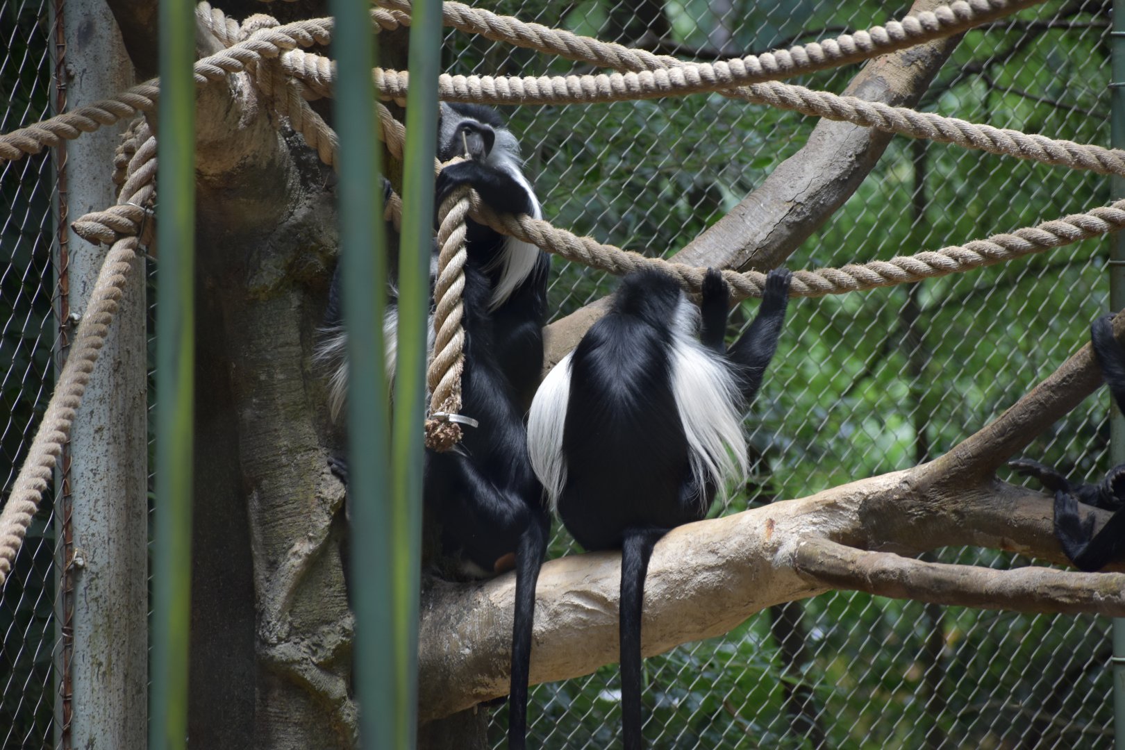 Angolan Colobus
