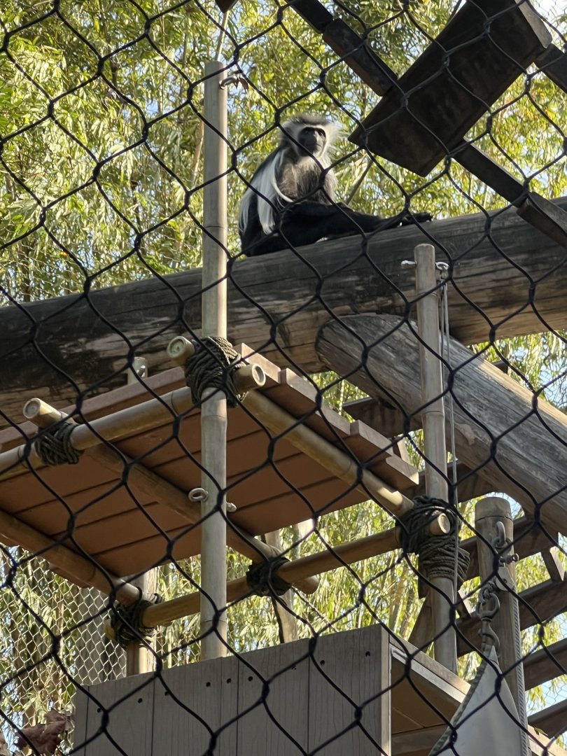 Angolan Colobus