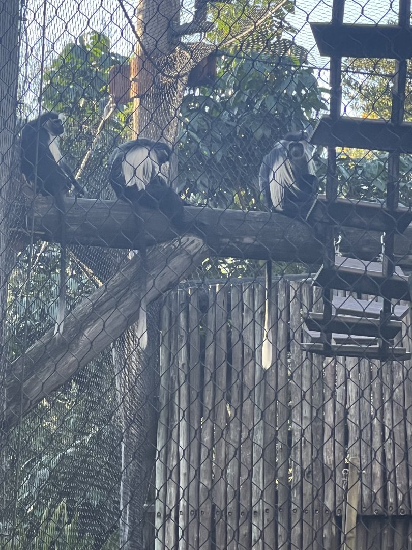 Angolan Colobus