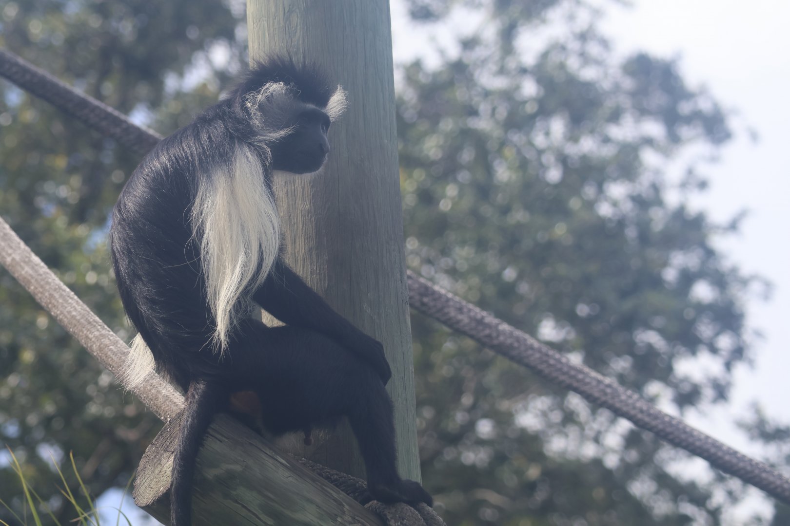 Angolan colobus