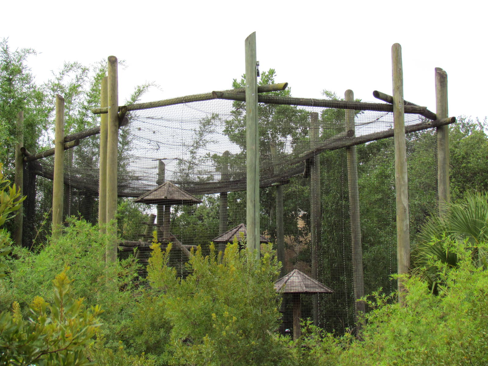 Angolan Colubus Monkey Exhibit