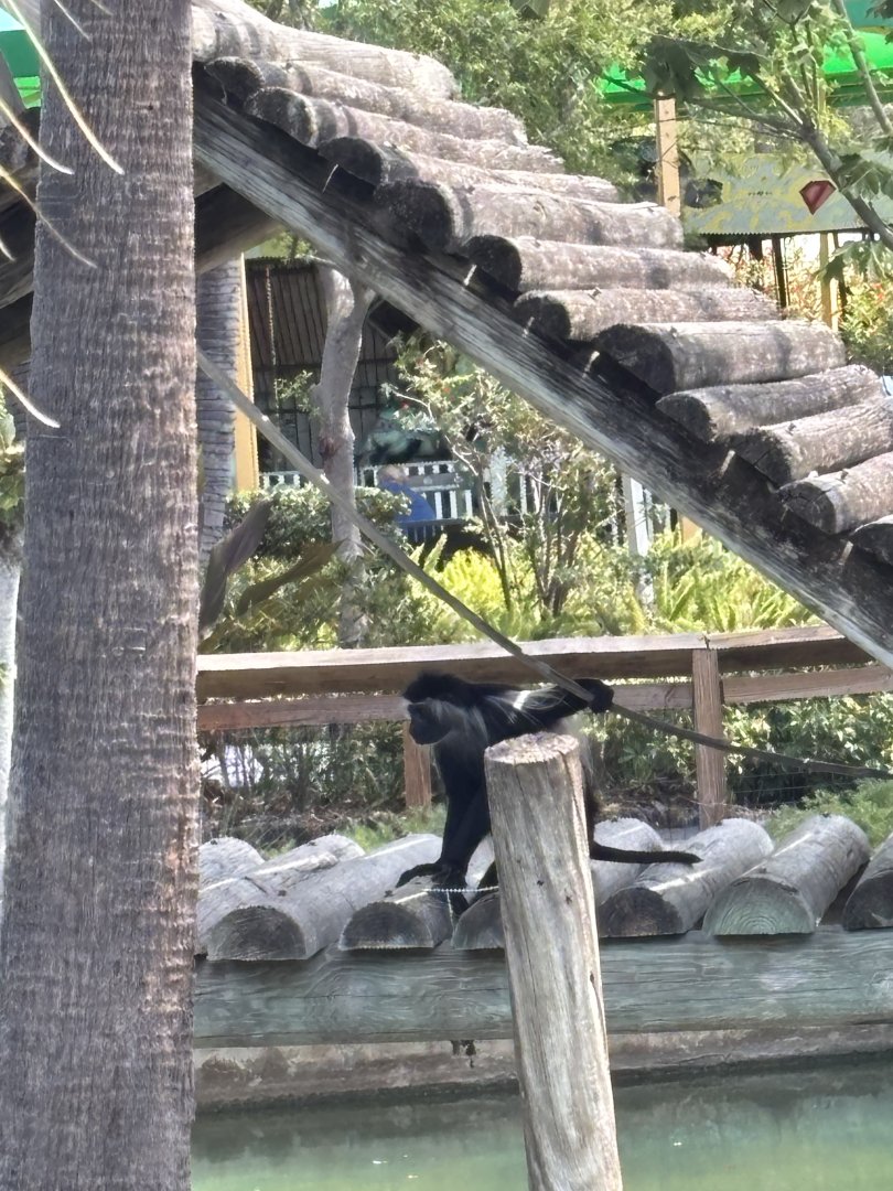 Angolan Columbus Monkey - 5/27/2025