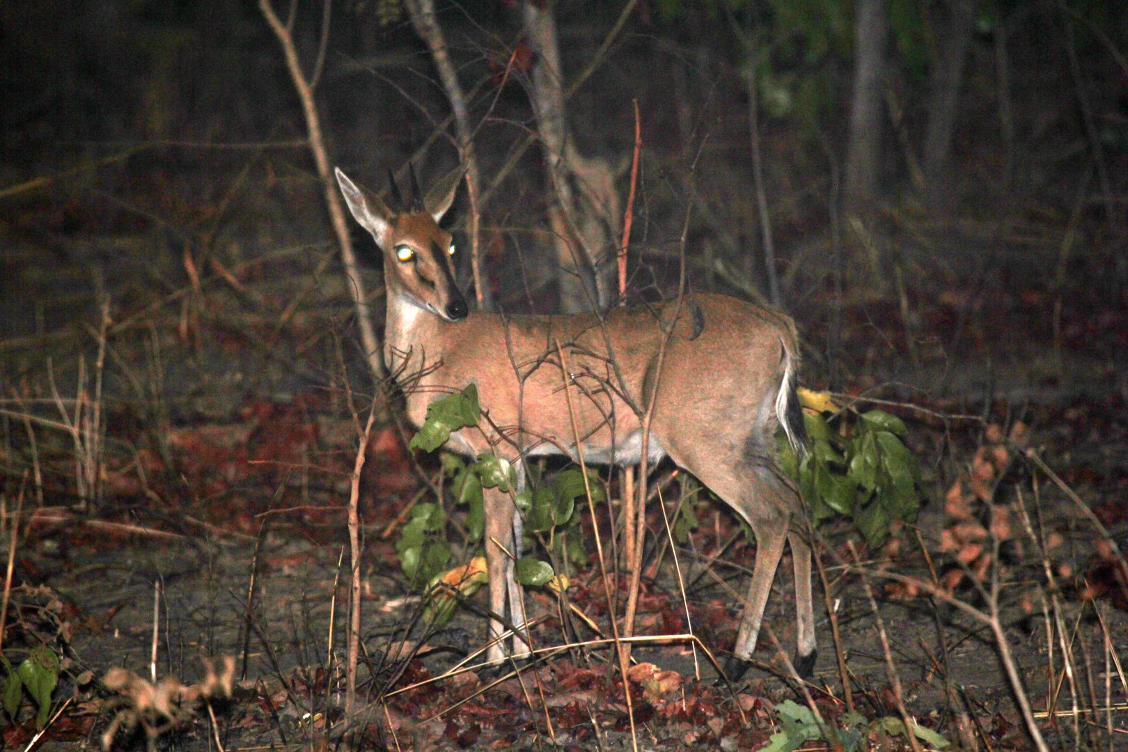Angolan Common Duiker (Sylvicapra grimmia splendidula)