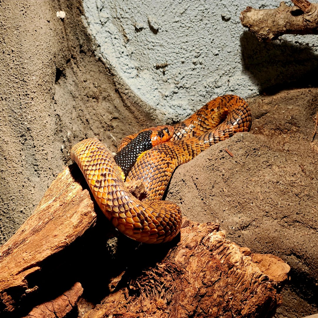 Angolan Coral Snake (Aspidelaps lubricus cowlesi)