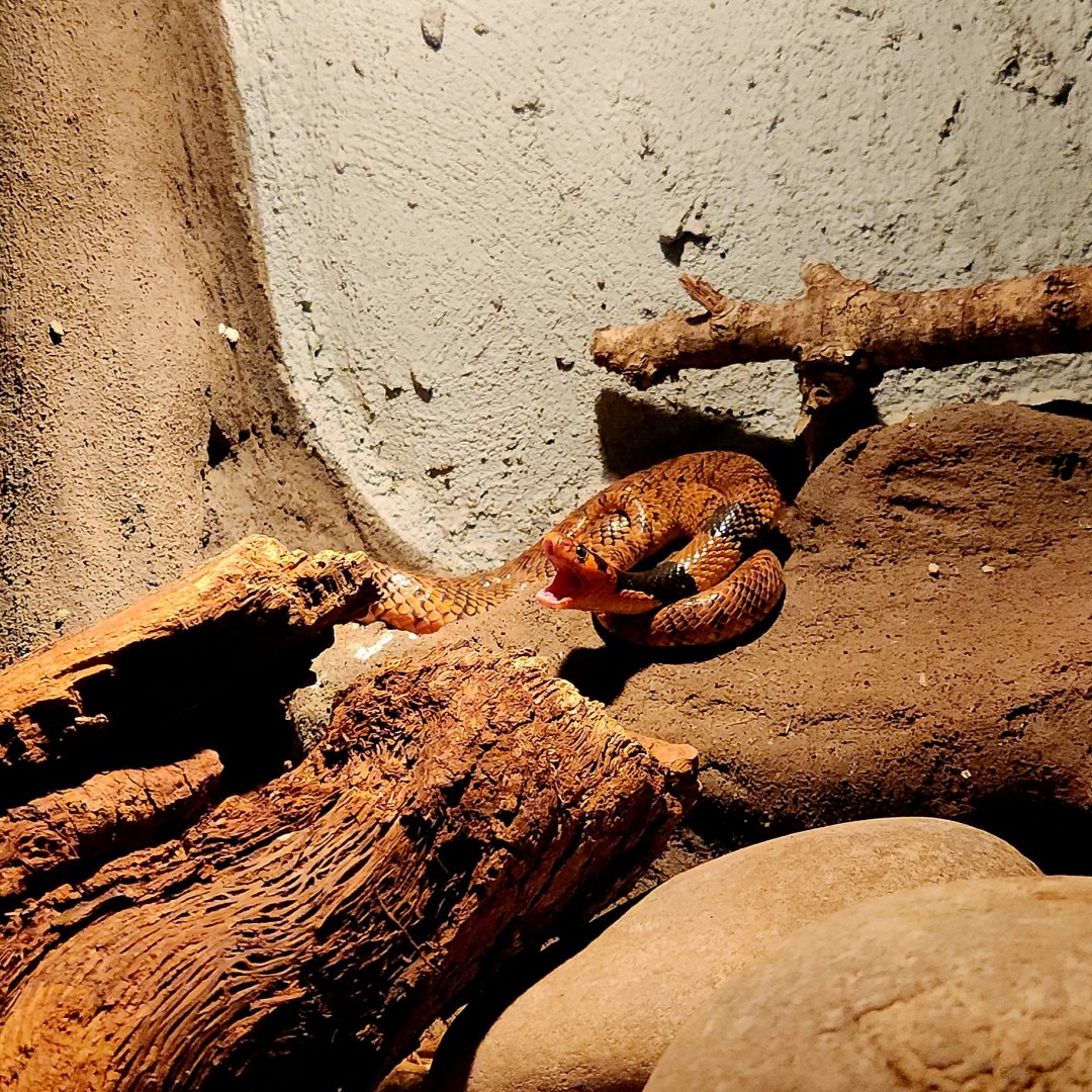 Angolan Coral Snake (Aspidelaps lubricus cowlesi)