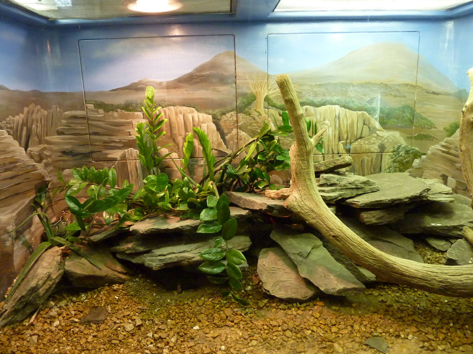 Angolan Dwarf Python/Warren's Girdled Lizard Exhibit