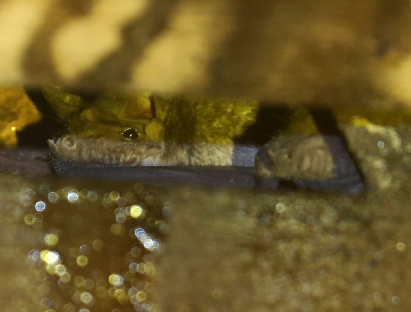 Angolan free-tailed bat (Mops condylurus)