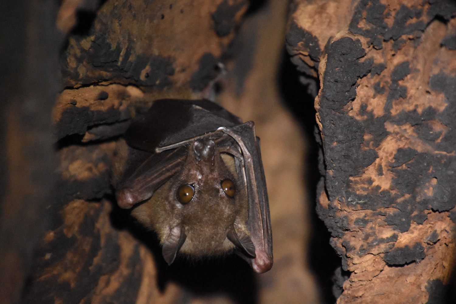 Angolan fruit bat