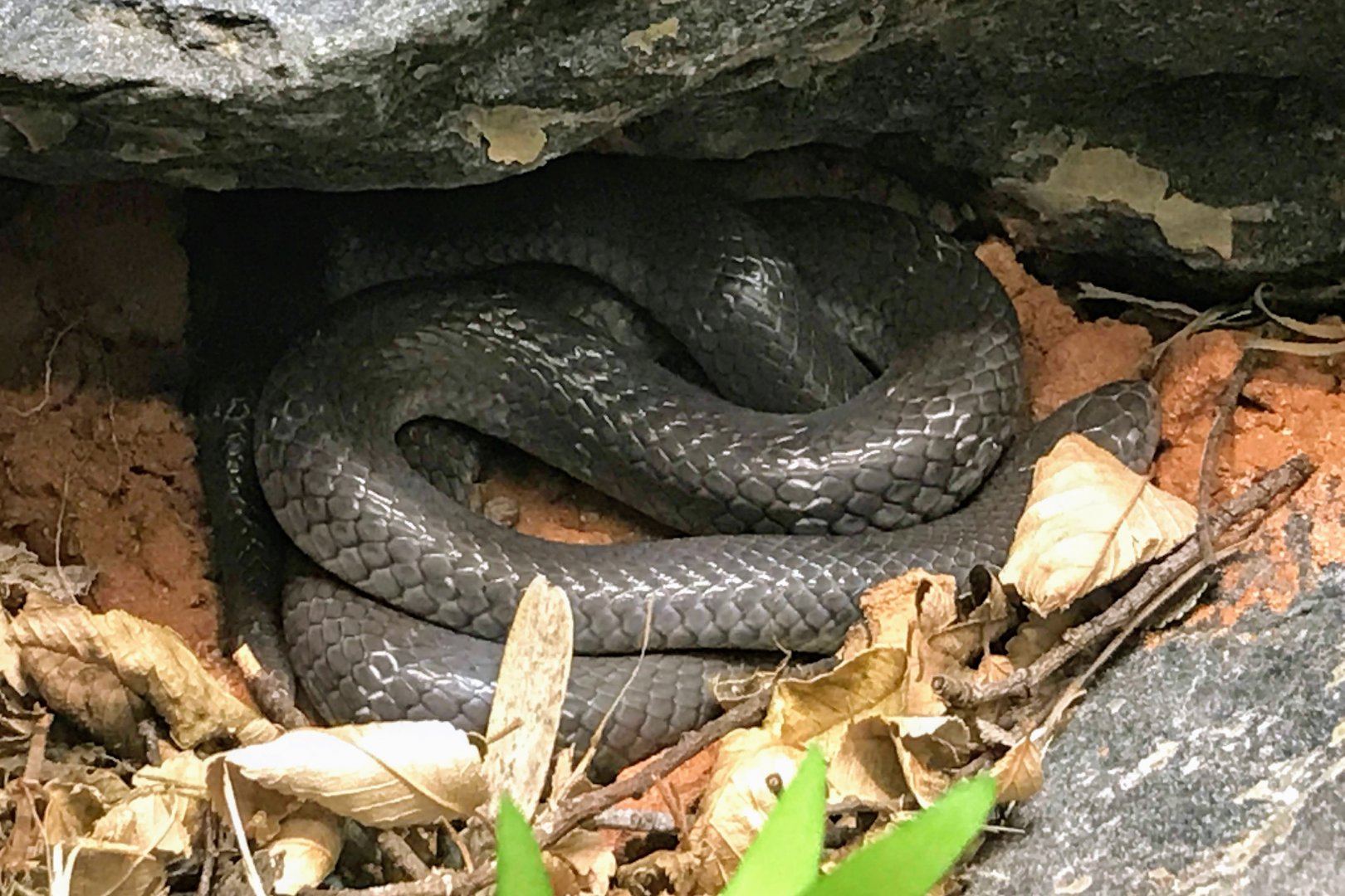 Angolan Garter Snake