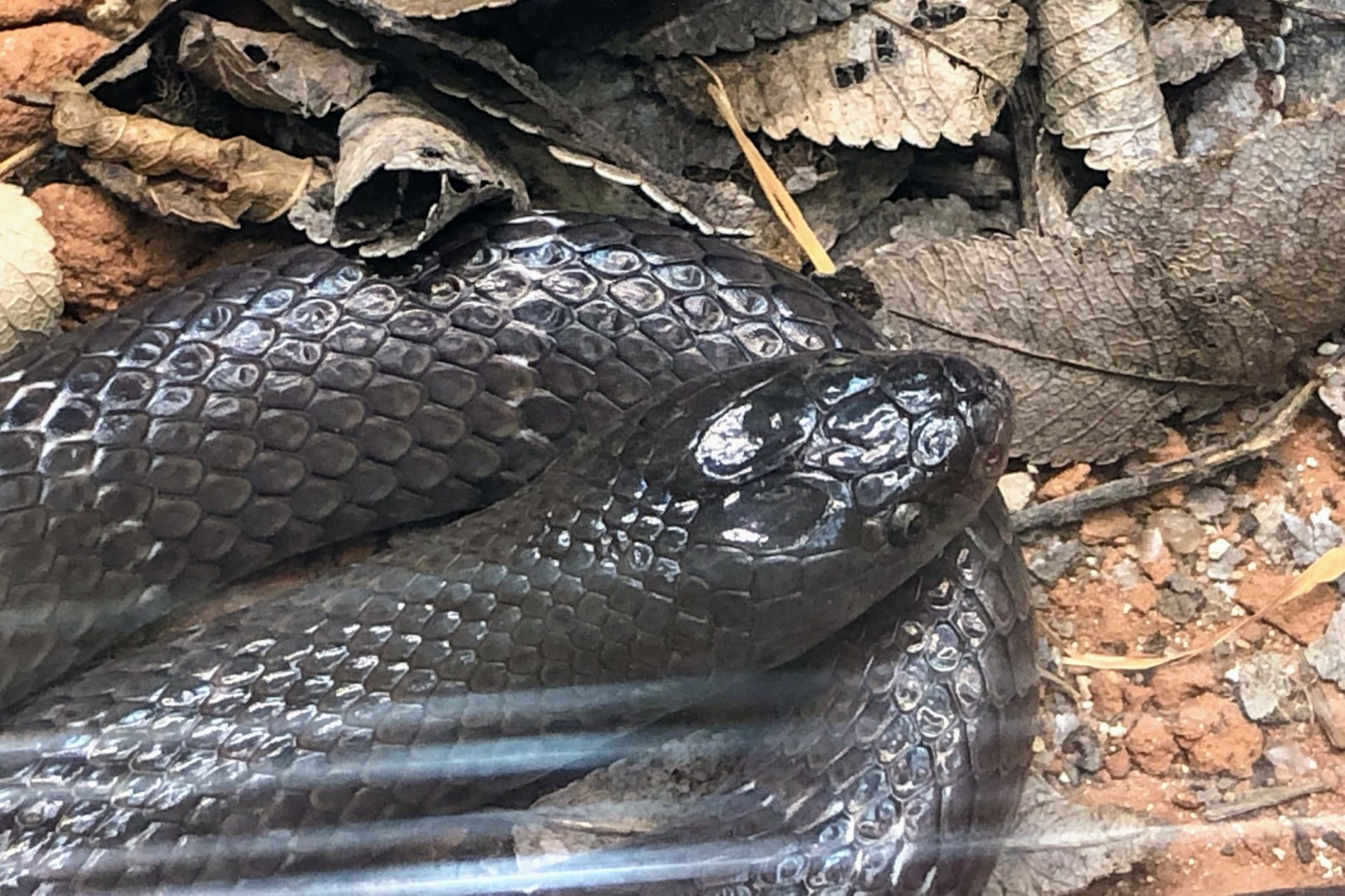 Angolan Garter Snake