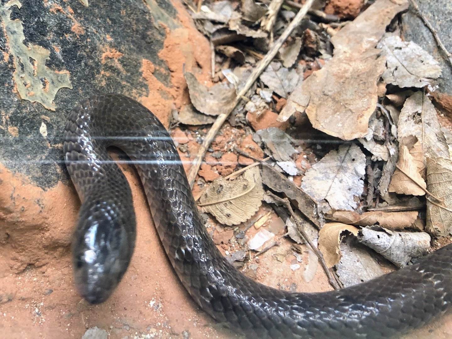 Angolan Garter Snake