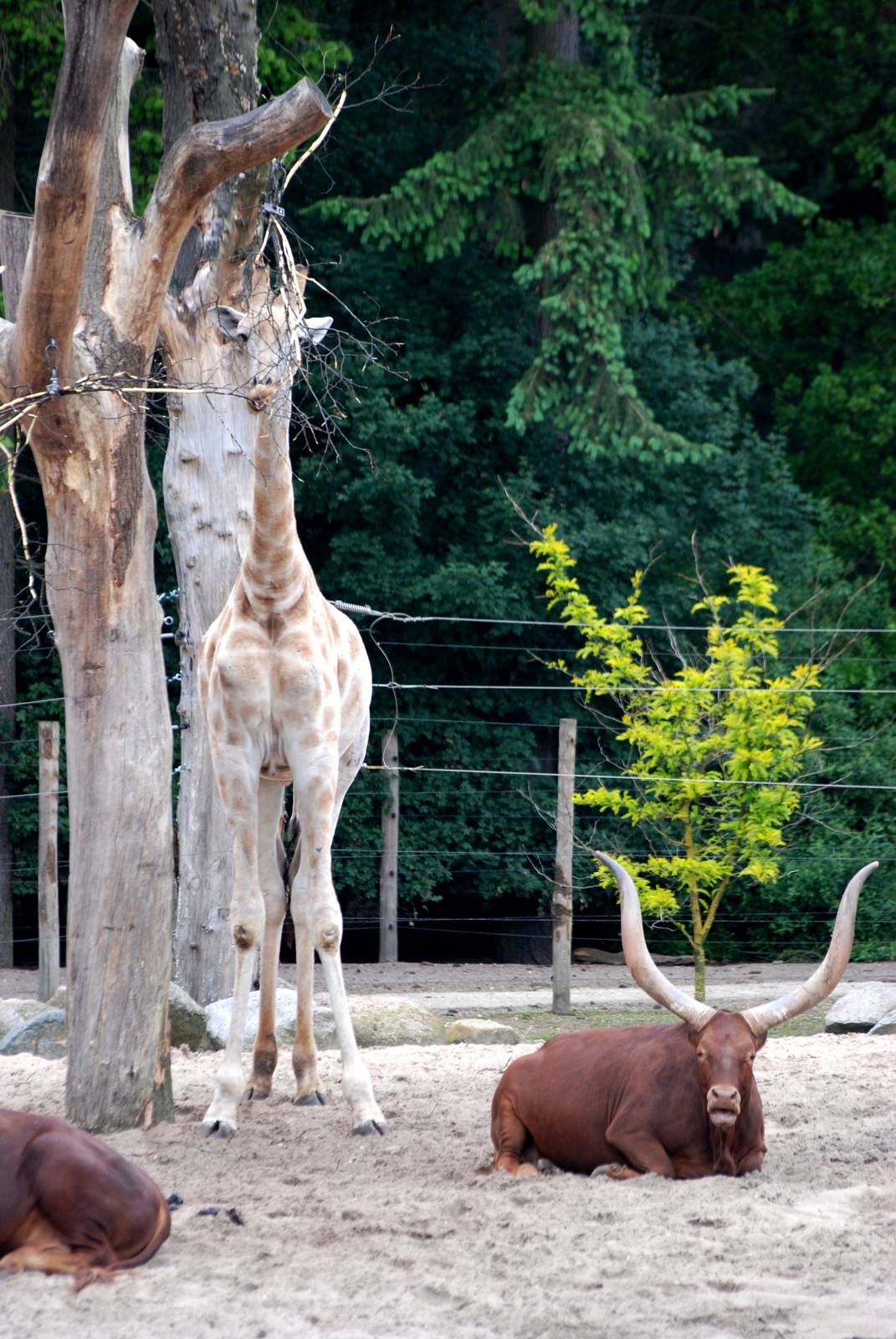 Angolan Giraffe and Ankole Bull at Amersfoort, 01/06/12