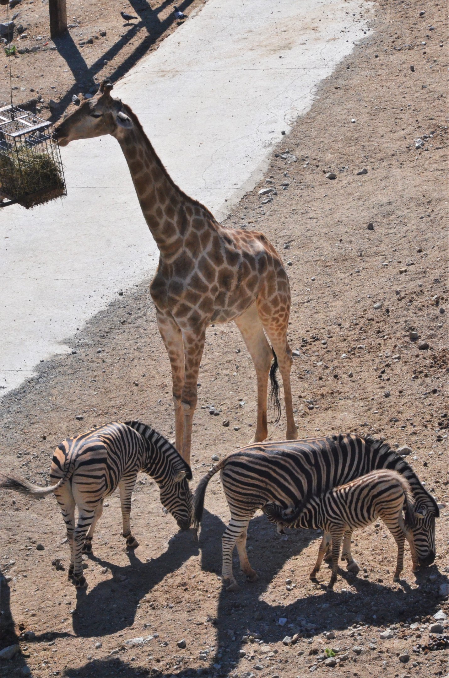 Angolan Giraffe and Chapman's Zebra at Selwo Aventura, 13/03/19