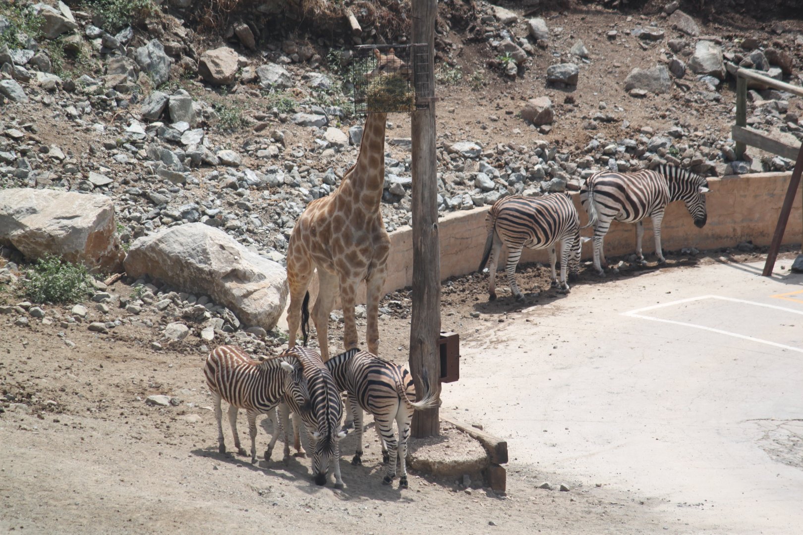 Angolan giraffe and Chapman's zebra