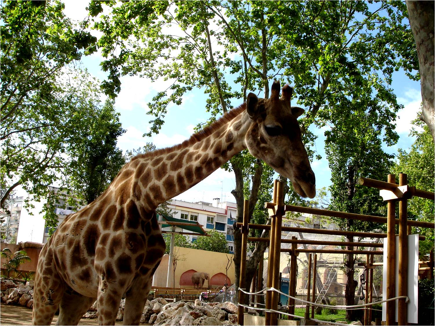 Angolan Giraffe at Jardim Zoológico de Lisboa, 13/04/08