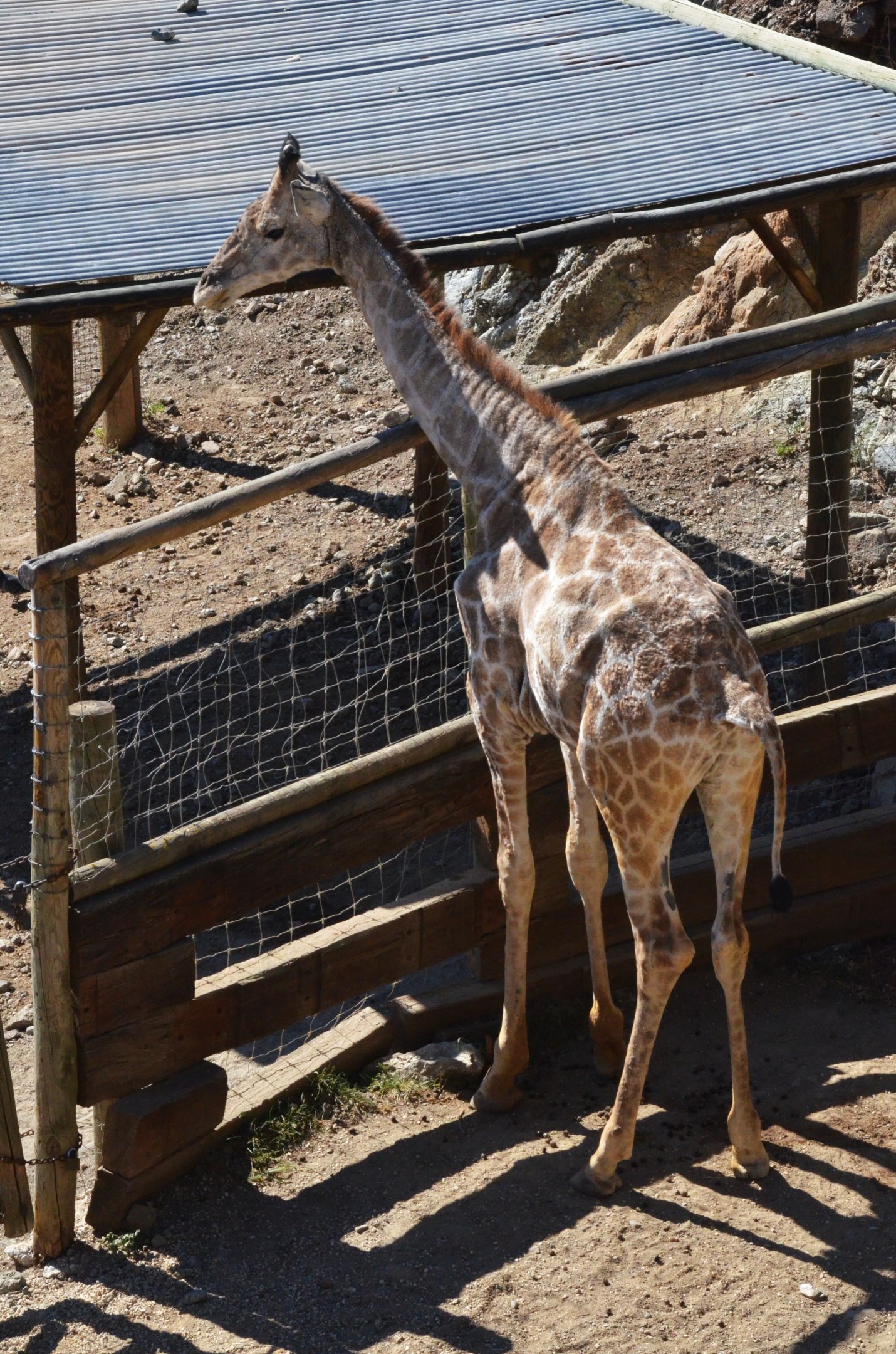 Angolan Giraffe at Selwo Aventura, 13/03/19