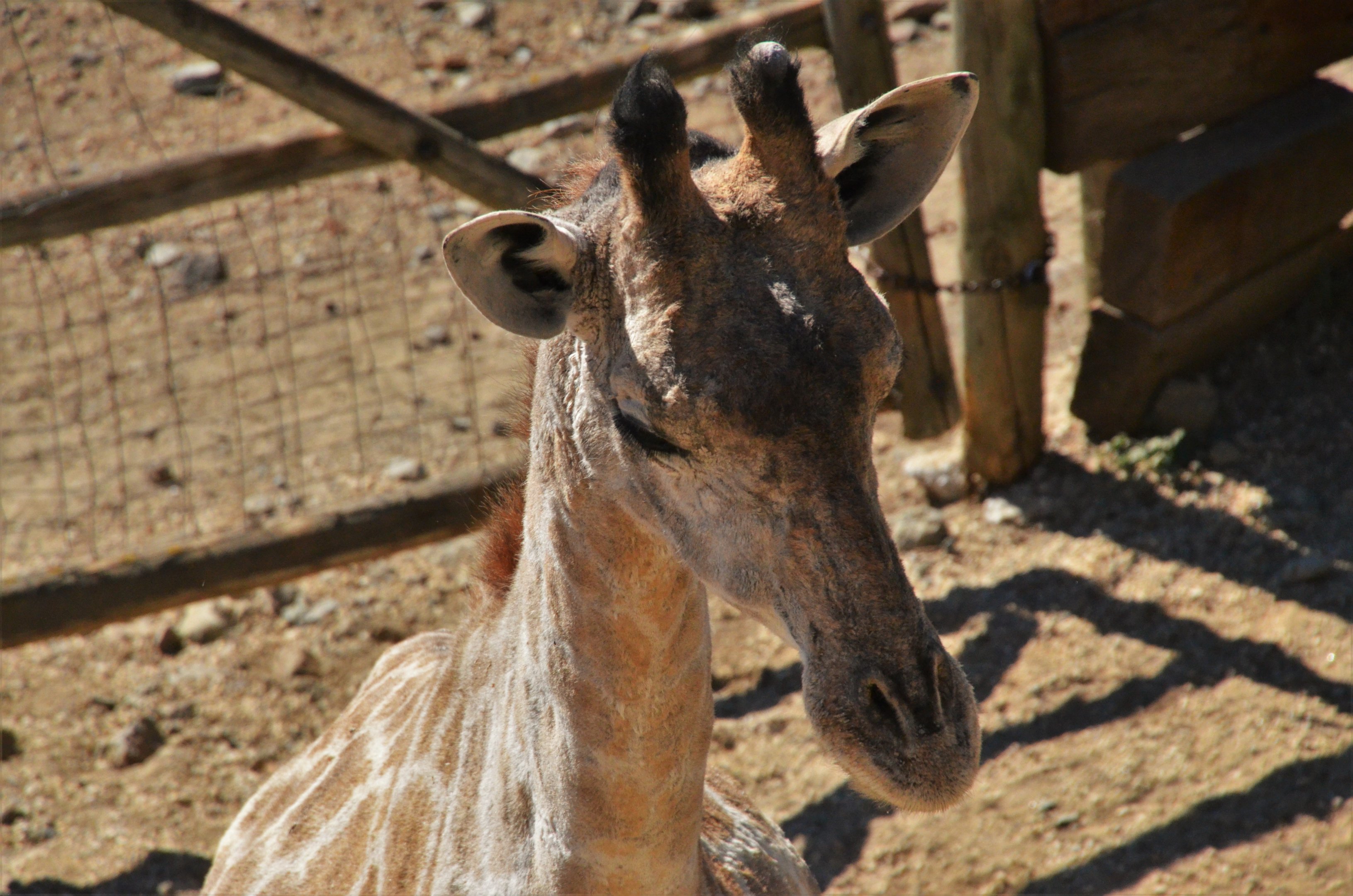 Angolan Giraffe at Selwo Aventura, 13/03/19