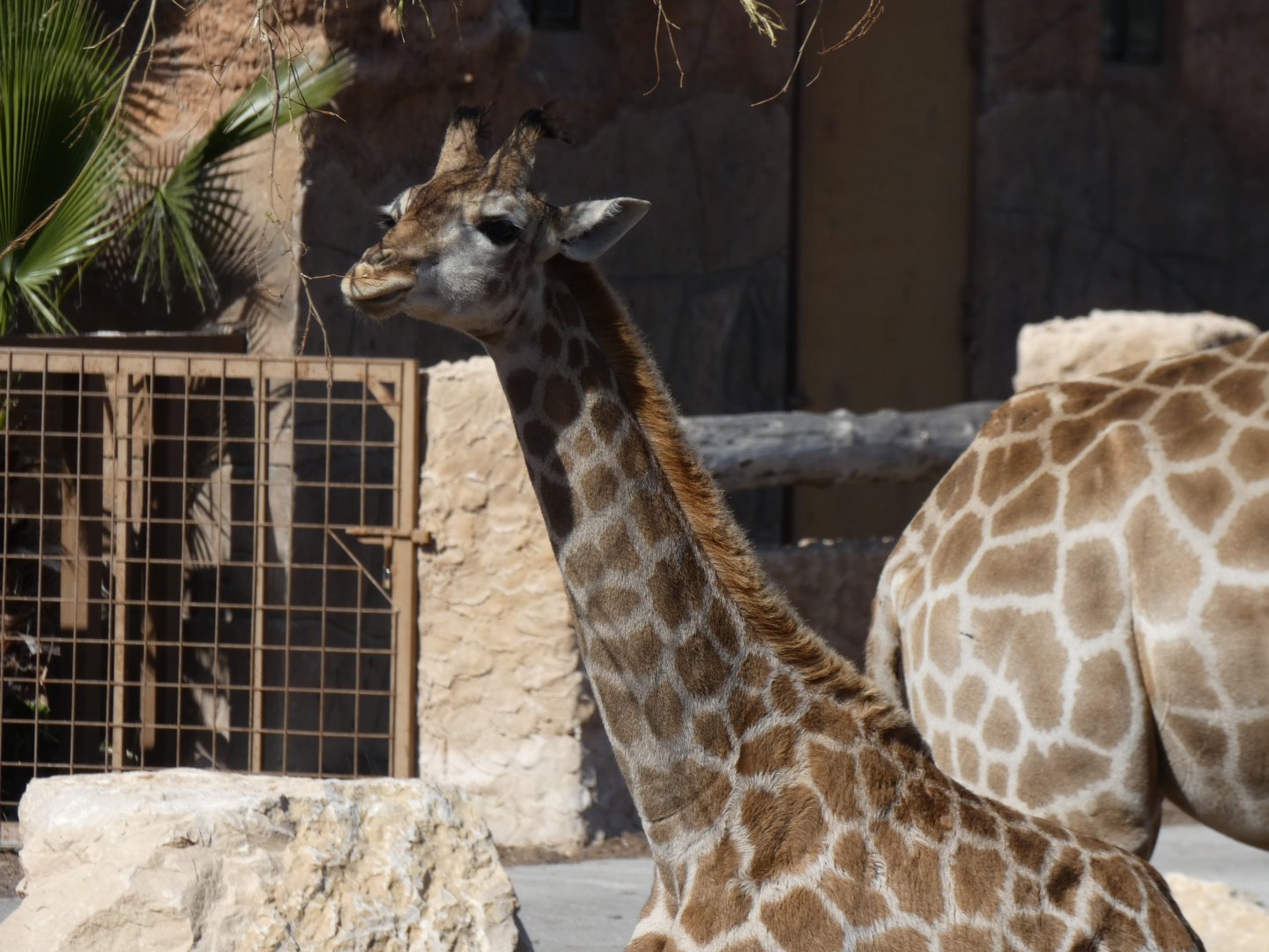 Angolan Giraffe Calf