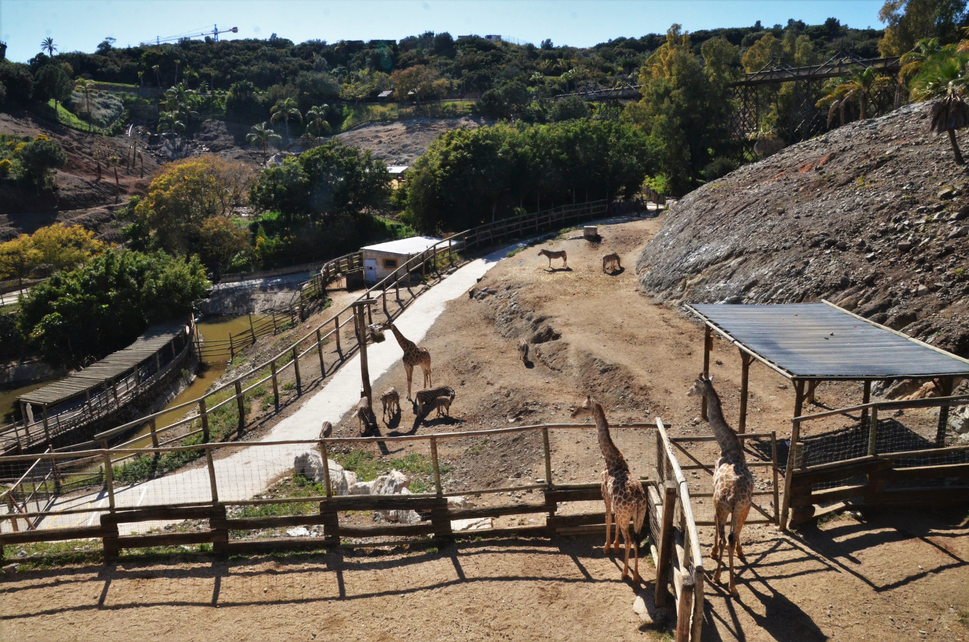 Angolan Giraffe/Chapman's Zebra Paddock at Selwo Aventura, 13/03/19