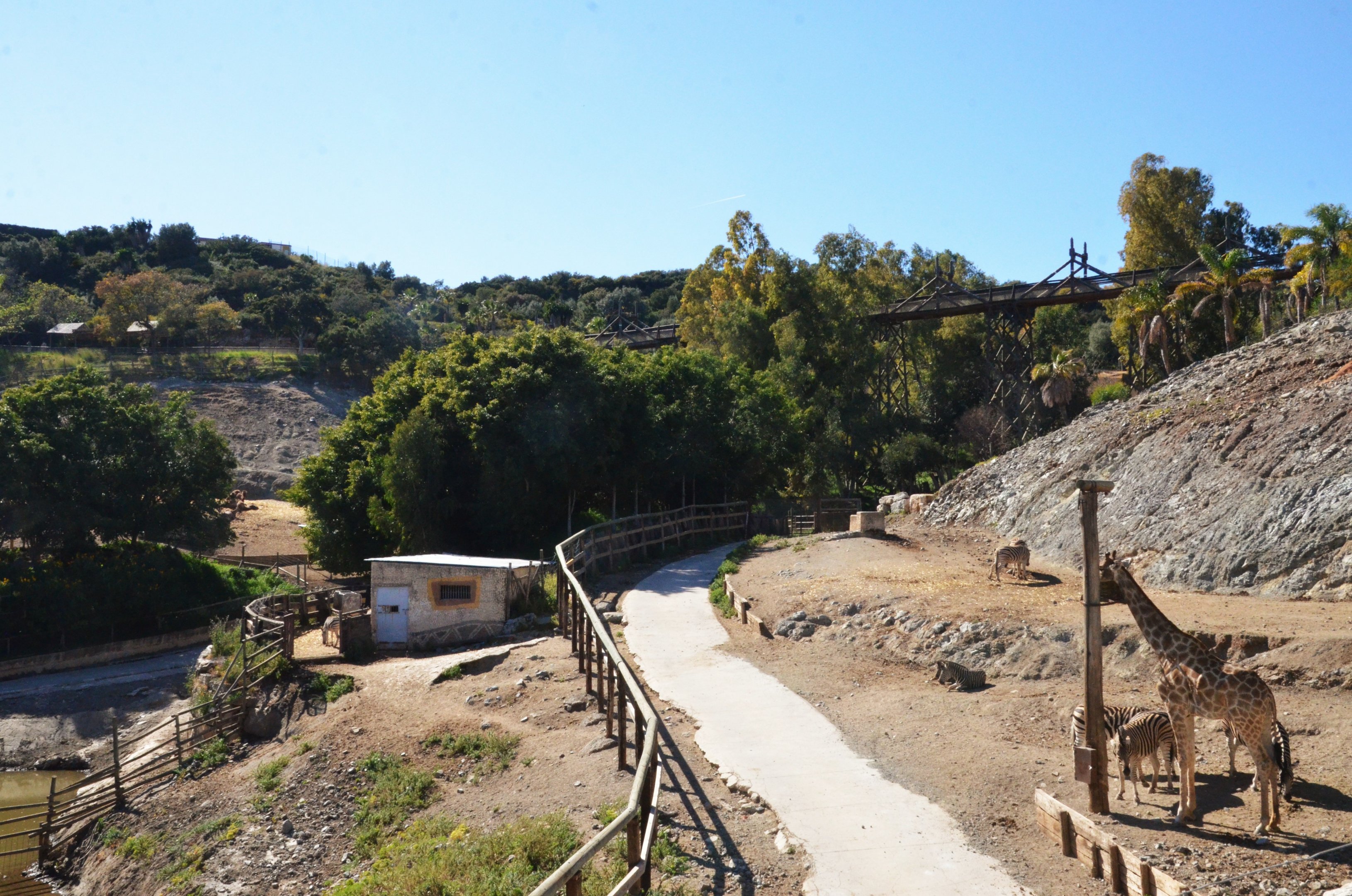 Angolan Giraffe/Chapman's Zebra Paddock at Selwo Aventura, 13/03/19