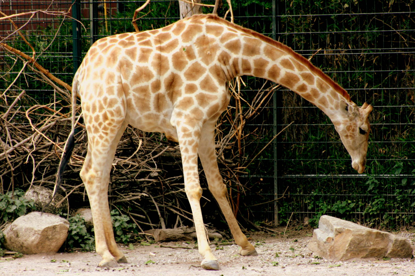 Angolan giraffe; Dortmund; 26th May 2011