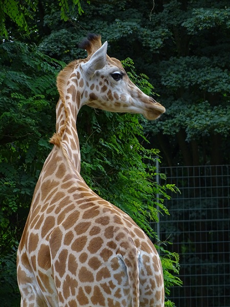 Angolan giraffe (Giraffa camelopardalis angolensis) (07/22)