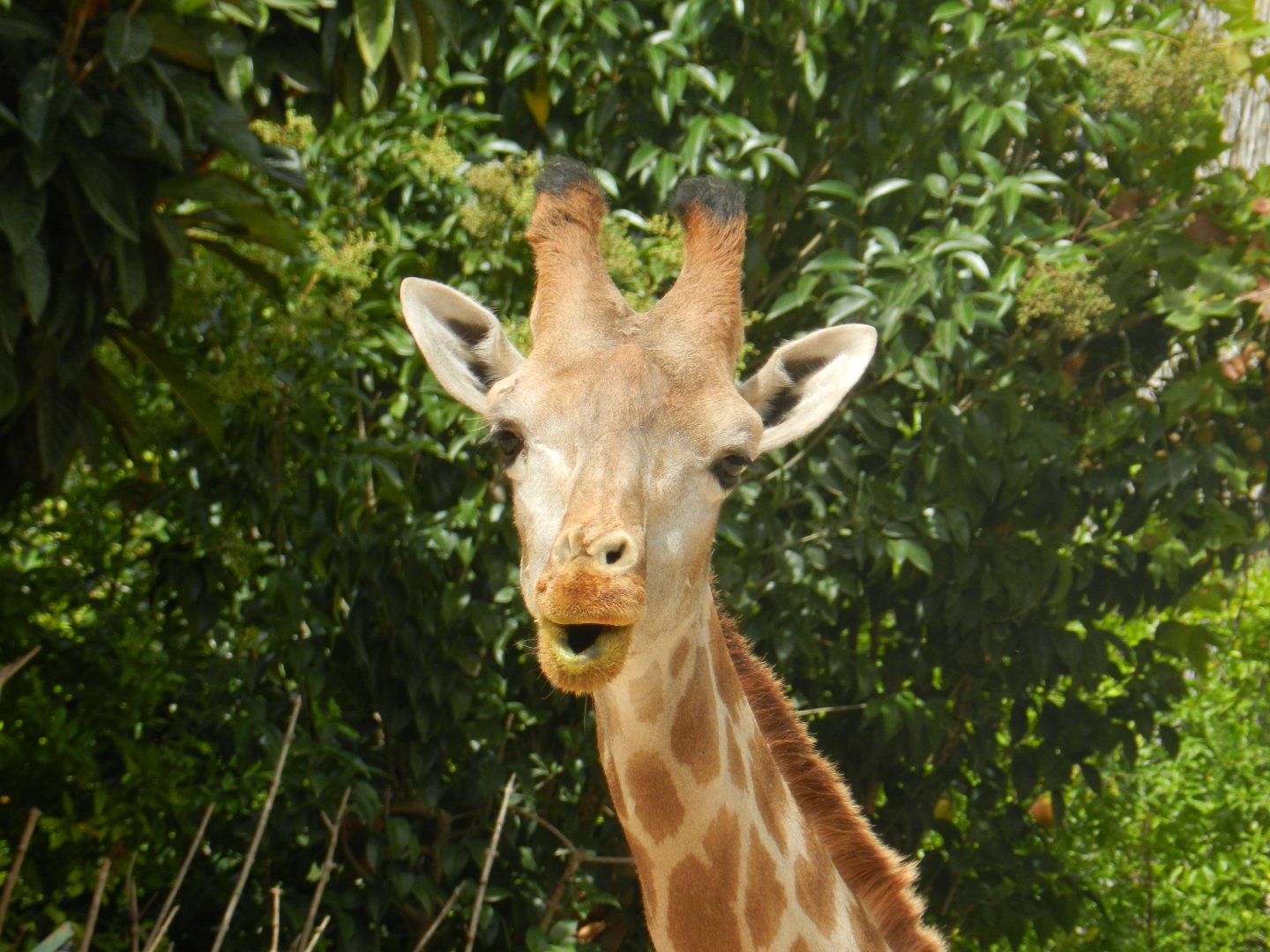Angolan Giraffe (Giraffa camelopardalis angolensis) at Jardim Zoológico de Lisboa, Portugal*